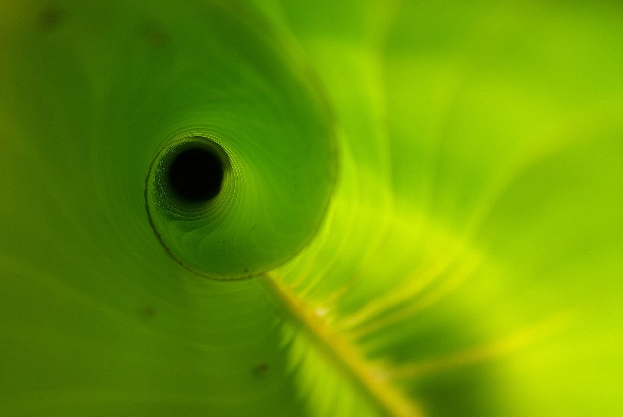 Heliconia leaf, unfurling, new — Enhancing Your Look Safely: Colored Contacts for Astigmatism Explained