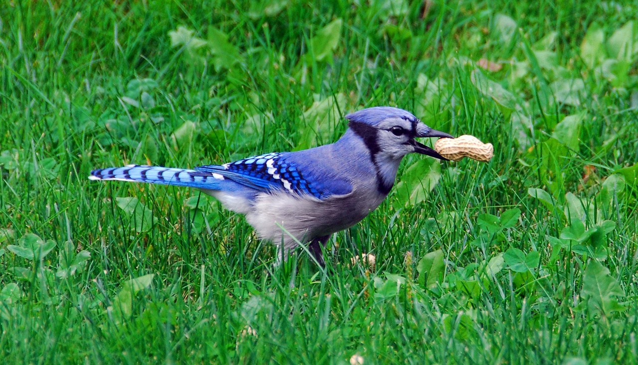 Bird, nature, bluejay — The Ultimate Casino Site for Experts Review